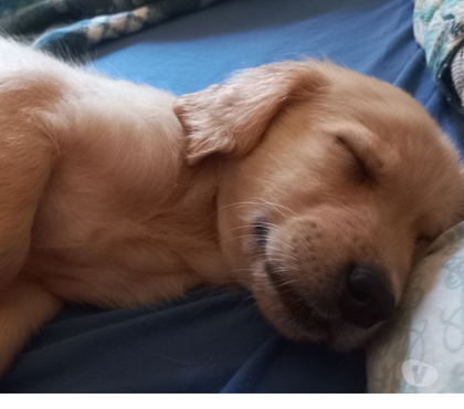 Animais Estimação à Venda - Fotos para Filhote de Golden Retriever alto padrão Sorocaba