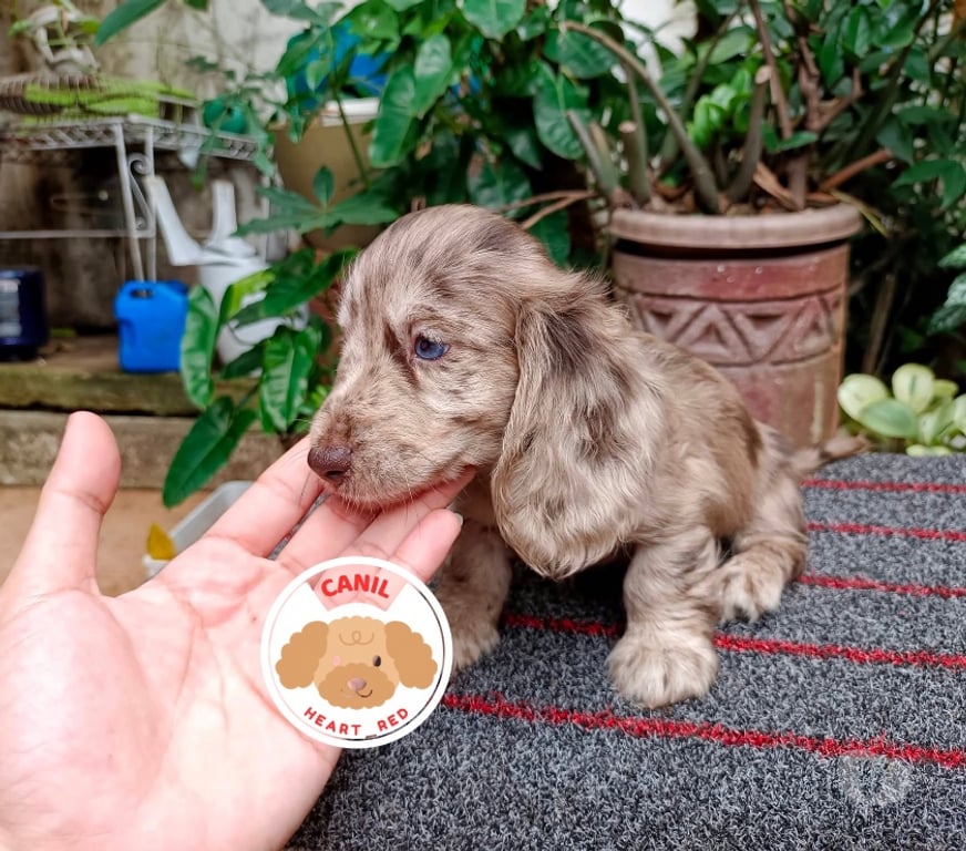 Animais Estimação à Venda Sao Paulo SP Jardim Paulista - Fotos para Dachshund pelo longo
