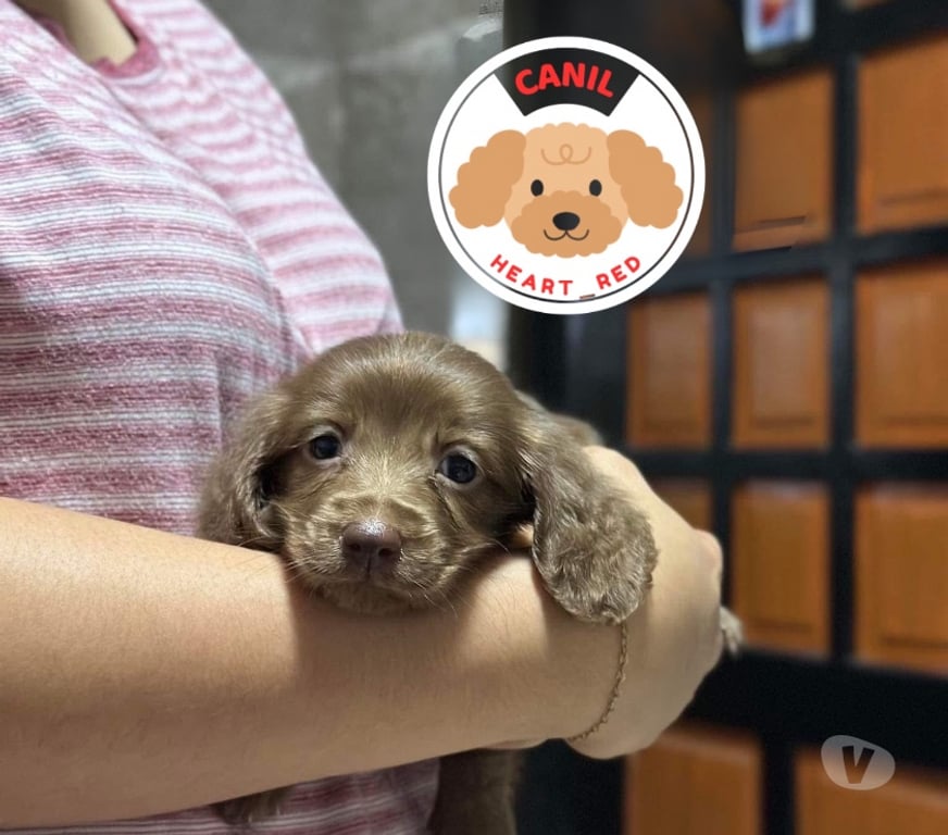 Animais Estimação à Venda Sao Paulo SP Jardim Paulista - Fotos para Dachshund pelo longo