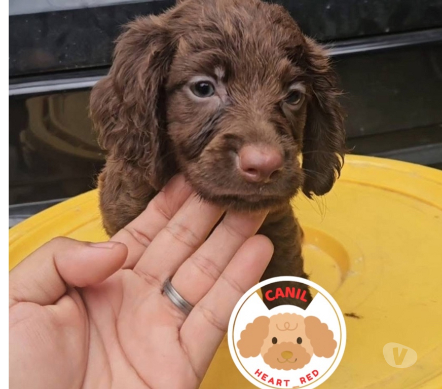 Animais Estimação à Venda Sao Paulo SP Jardim Paulista - Fotos para Dachshund pelo longo