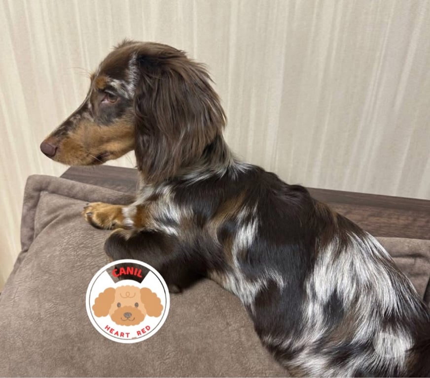 Animais Estimação à Venda Sao Paulo SP Jardim Paulista - Fotos para Dachshund pelo longo