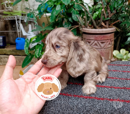 Animais Estimação à Venda Jardim Paulista Sao Paulo SP - Fotos para Dachshund pelo longo