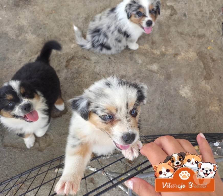 Animais Estimação à Venda Batatais SP - Fotos para Pastor Australiano ninhadas