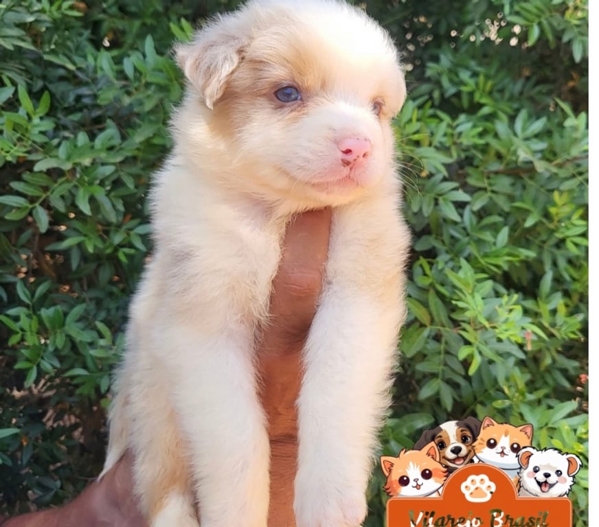 Animais Estimação à Venda Batatais SP - Fotos para Pastor Australiano ninhadas