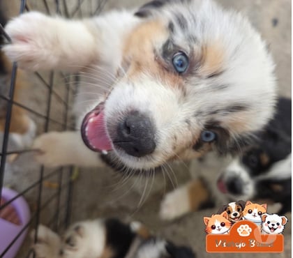 Animais Estimação à Venda - Fotos para Pastor Australiano ninhadas