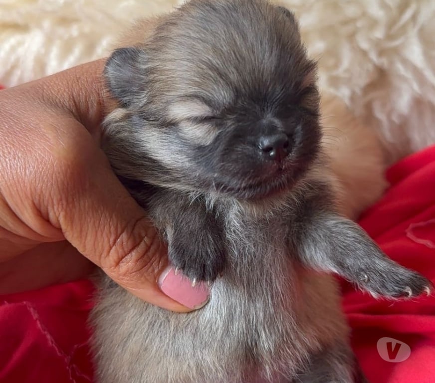 Animais Estimação à Venda Bombinhas SC - Fotos para Spitz Alemão Anão Linhagem Coreana