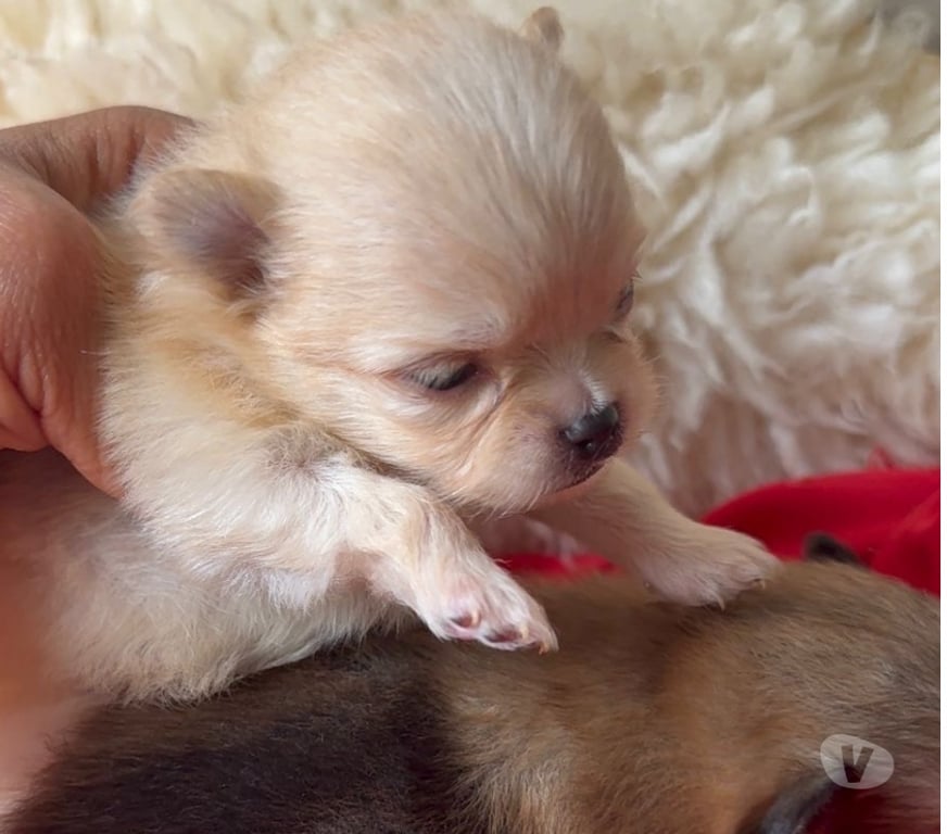 Animais Estimação à Venda Bombinhas SC - Fotos para Spitz Alemão Anão Linhagem Coreana