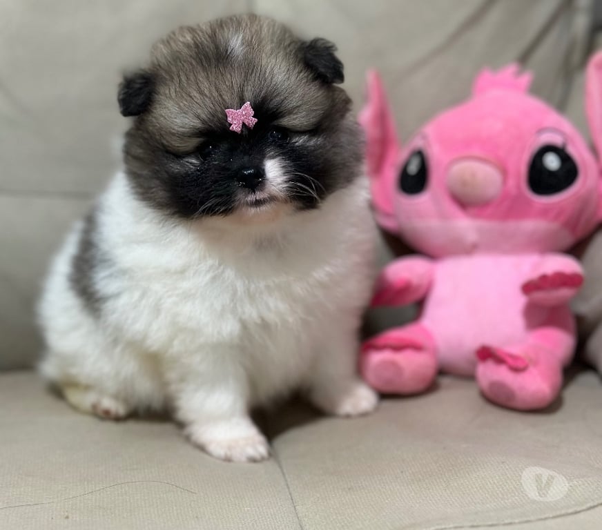 Animais Estimação à Venda Bombinhas SC - Fotos para Spitz Alemão Anão Linhagem Coreana