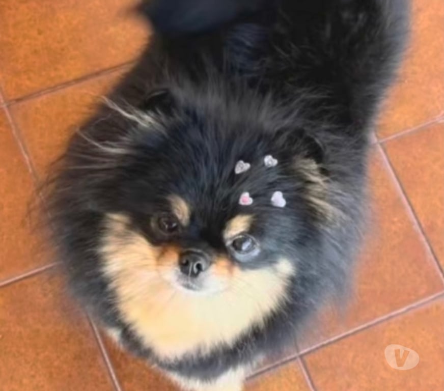 Animais Estimação à Venda Bombinhas SC - Fotos para Spitz Alemão Anão Linhagem Coreana