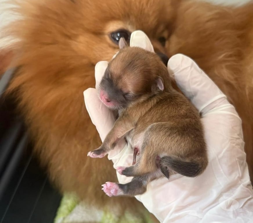 Animais Estimação à Venda Bombinhas SC - Fotos para Spitz Alemão Anão Linhagem Coreana