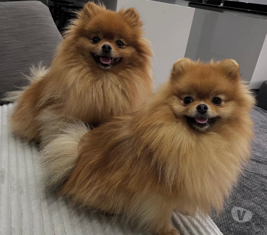 Animais Estimação à Venda Bombinhas SC - Fotos para Spitz Alemão Anão Linhagem Coreana