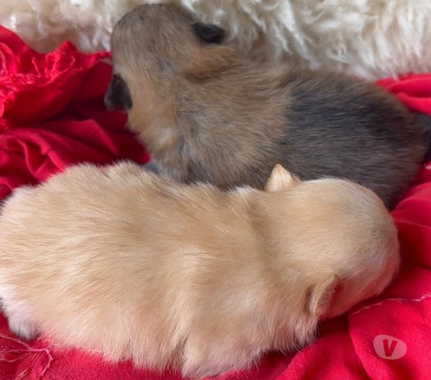 Animais Estimação à Venda Bombinhas SC - Fotos para Spitz Alemão Anão Linhagem Coreana