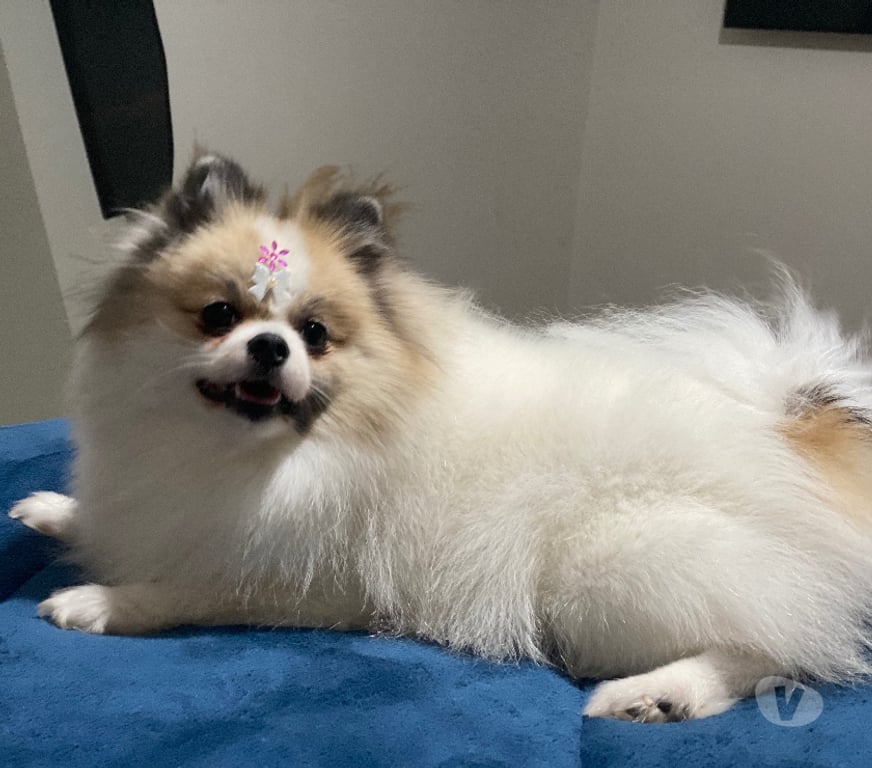 Animais Estimação à Venda Bombinhas SC - Fotos para Spitz Alemão Anão Linhagem Coreana