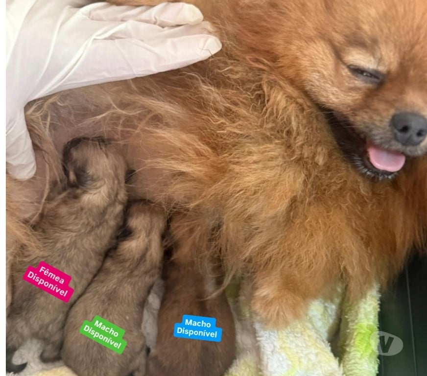 Animais Estimação à Venda Bombinhas SC - Fotos para Spitz Alemão Anão Linhagem Coreana