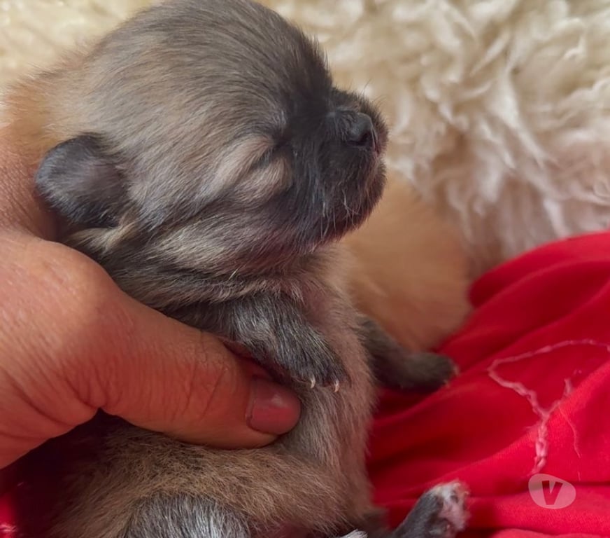 Animais Estimação à Venda Bombinhas SC - Fotos para Spitz Alemão Anão Linhagem Coreana