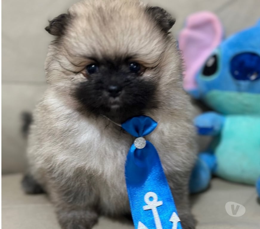 Animais Estimação à Venda Bombinhas SC - Fotos para Spitz Alemão Anão Linhagem Coreana