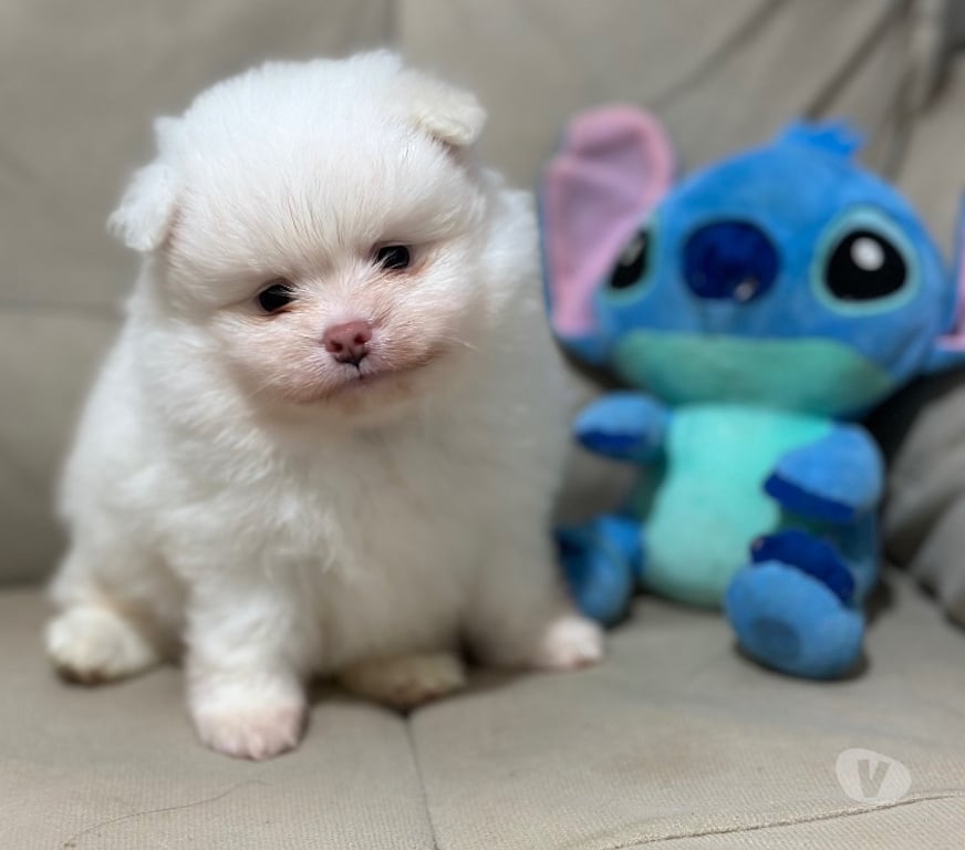 Animais Estimação à Venda Bombinhas SC - Fotos para Spitz Alemão Anão Linhagem Coreana