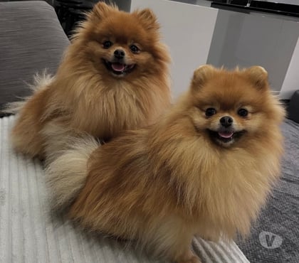 Animais Estimação à Venda - Fotos para Spitz Alemão Anão Linhagem Coreana