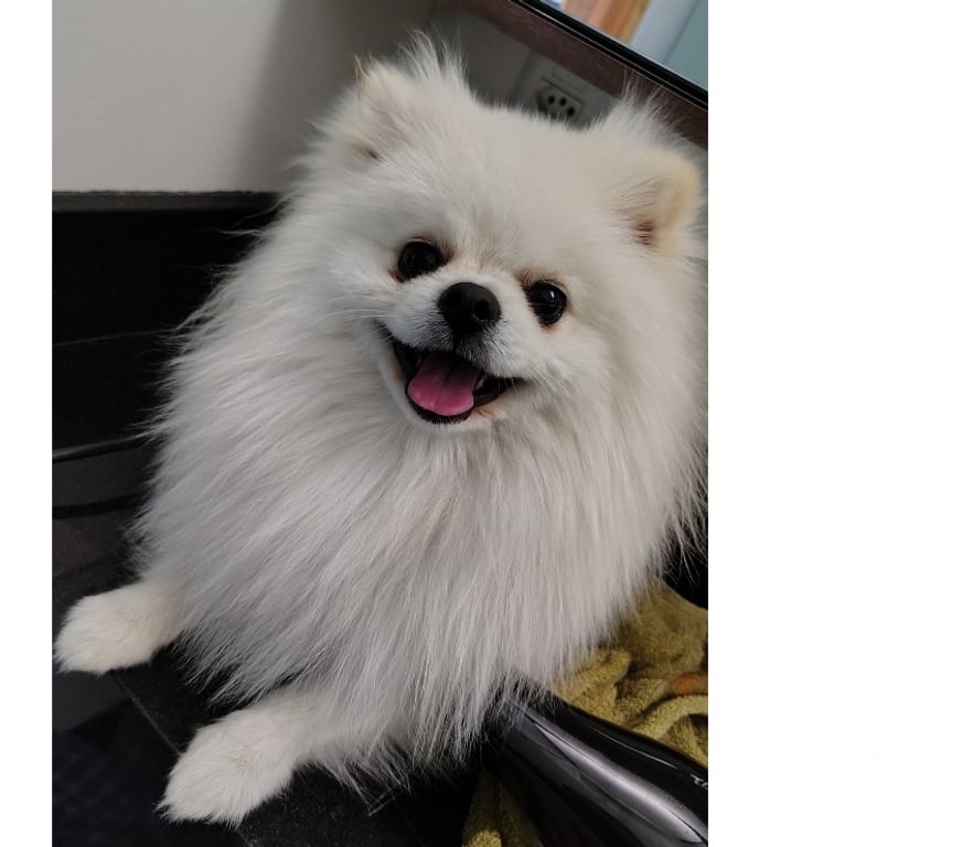 Animais Estimação à Venda Sao Paulo SP Butantã - Fotos para Venda Lulu Pomerania