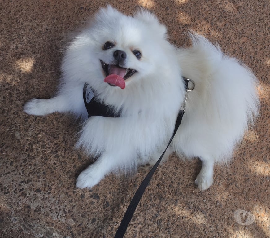 Animais Estimação à Venda Sao Paulo SP Butantã - Fotos para Venda Lulu Pomerania