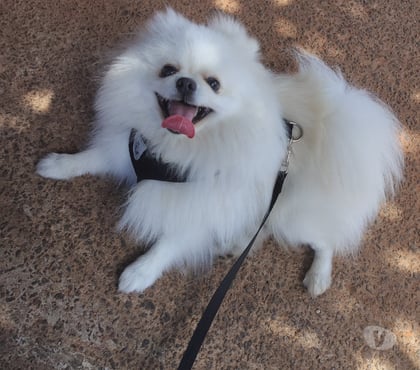 Animais Estimação à Venda Butantã Sao Paulo SP - Fotos para Venda Lulu Pomerania