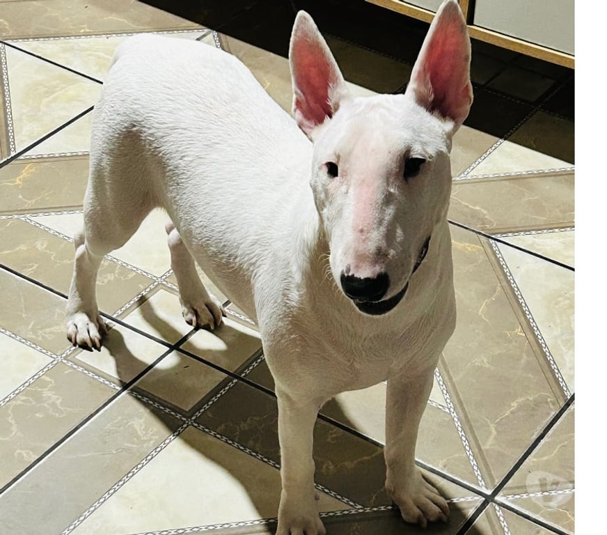 Animais Estimação à Venda Canoas RS - Fotos para Cadela (Bull terrier)