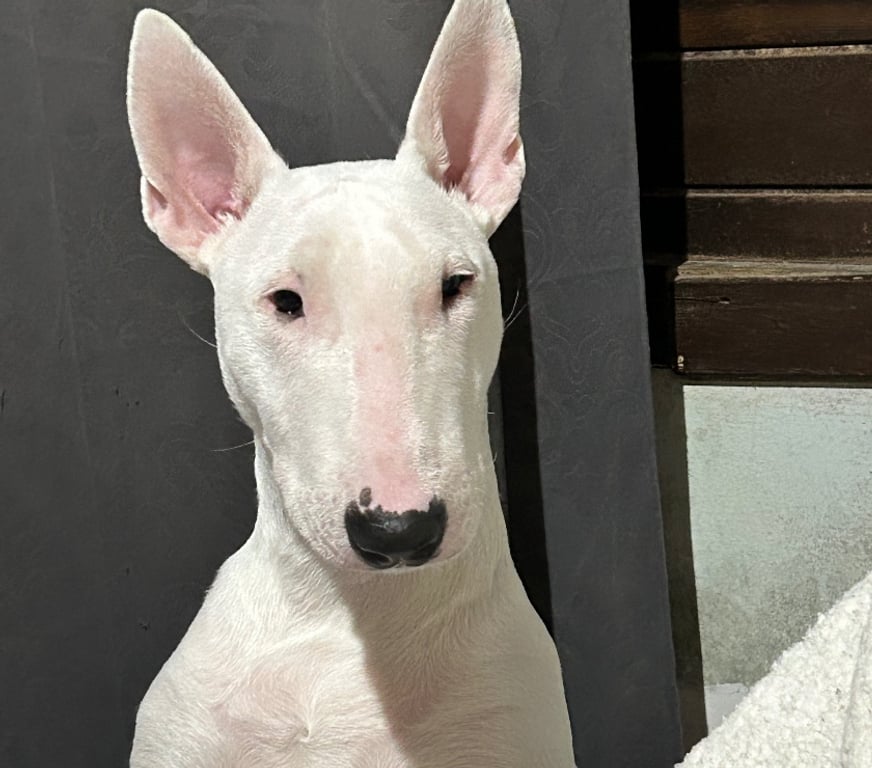 Animais Estimação à Venda Canoas RS - Fotos para Cadela (Bull terrier)