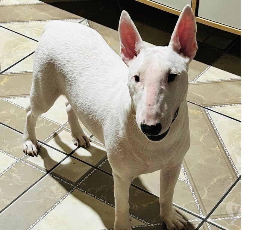 Animais Estimação à Venda Canoas RS - Fotos para Cadela (Bull terrier)
