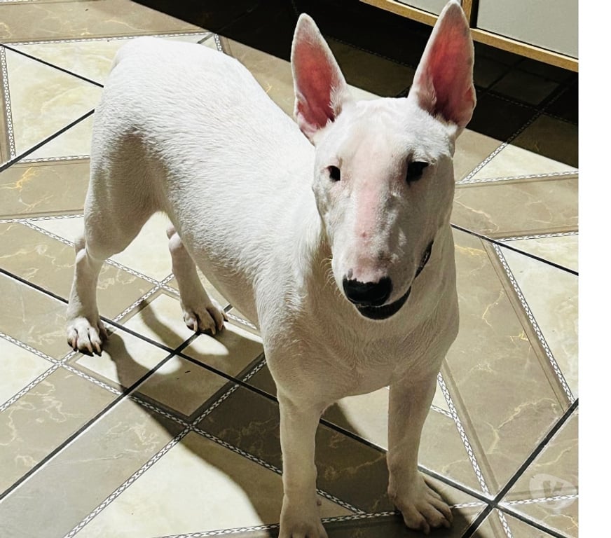 Animais Estimação à Venda Canoas RS - Fotos para Cadela (Bull terrier)