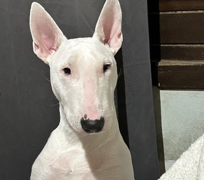 Animais Estimação à Venda - Fotos para Cadela (Bull terrier)
