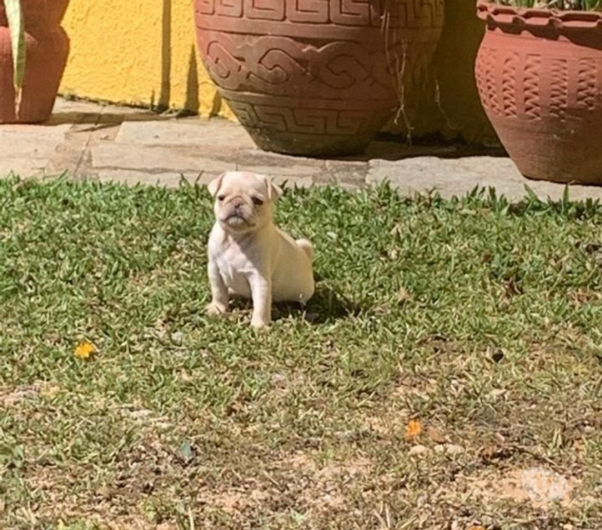 Animais Estimação à Venda Rio de Janeiro RJ Colégio - Fotos para Filhotes de Pug Macho branco e preto
