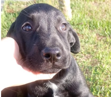 Animais Estimação à Venda - Fotos para Labrador Retriver Black