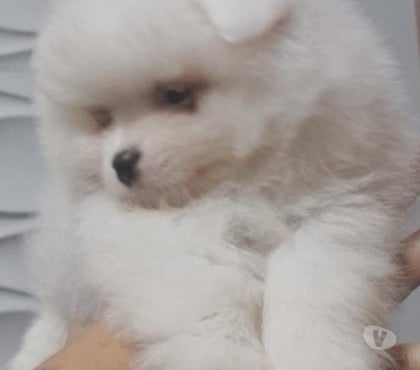 Animais estimação à venda - Fotos para Filhotes de Lulu da Pomerânia