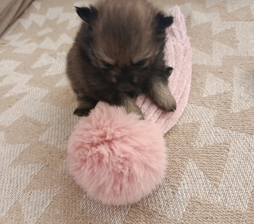Animais Estimação à Venda Sao Paulo SP Campo Grande - Fotos para Lulu Pomerânia anã fêmea tenho 3