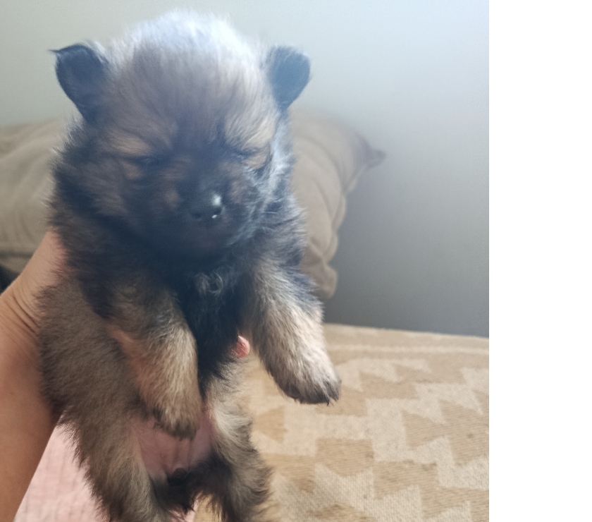 Animais Estimação à Venda Sao Paulo SP Campo Grande - Fotos para Lulu Pomerânia anã fêmea tenho 3