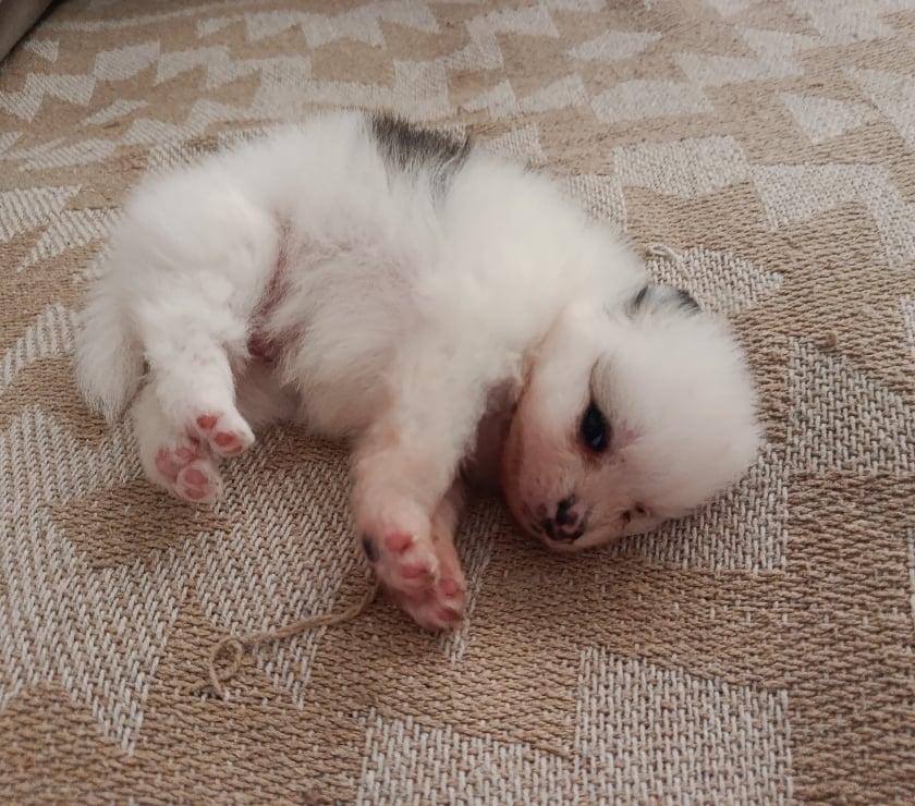 Animais estimação à venda Campo Grande Sao Paulo SP - Fotos para Lulu Pomerânia anã fêmea tenho 3