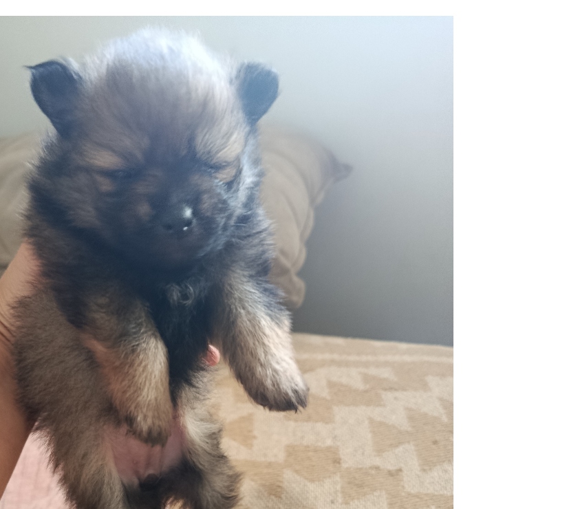 Animais Estimação à Venda Sao Paulo SP Campo Grande - Fotos para Lulu Pomerânia anã fêmea tenho 3