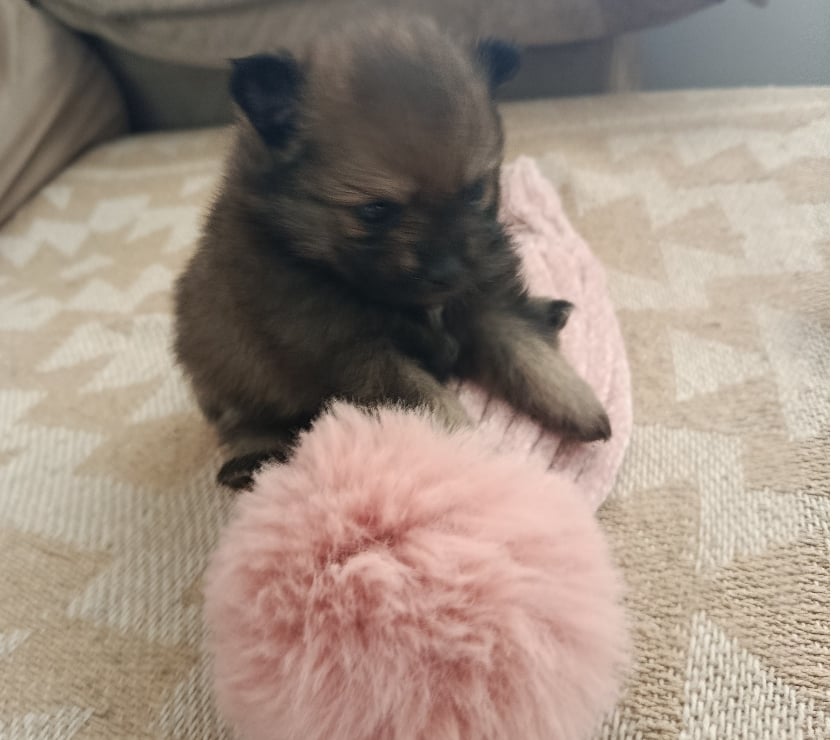 Animais Estimação à Venda Sao Paulo SP Campo Grande - Fotos para Lulu Pomerânia anã fêmea tenho 3