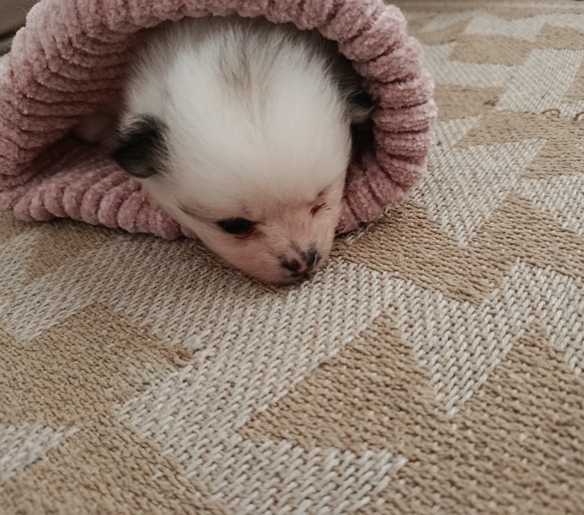 Animais Estimação à Venda Sao Paulo SP Campo Grande - Fotos para Lulu Pomerânia anã fêmea tenho 3