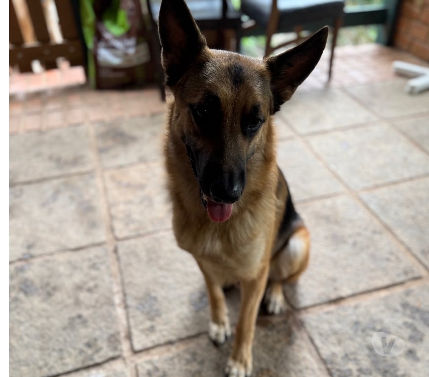 Animais Estimação à Venda Rio de Janeiro RJ Itanhanga - Fotos para Pastor alemão manto negro 40 dias
