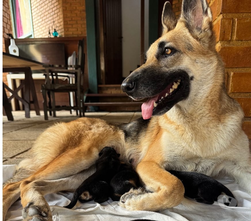 Animais Estimação à Venda Rio de Janeiro RJ Itanhanga - Fotos para Pastor alemão manto negro 40 dias