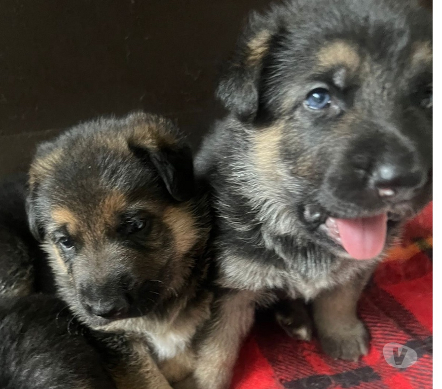 Animais Estimação à Venda Rio de Janeiro RJ Itanhanga - Fotos para Pastor alemão manto negro 40 dias