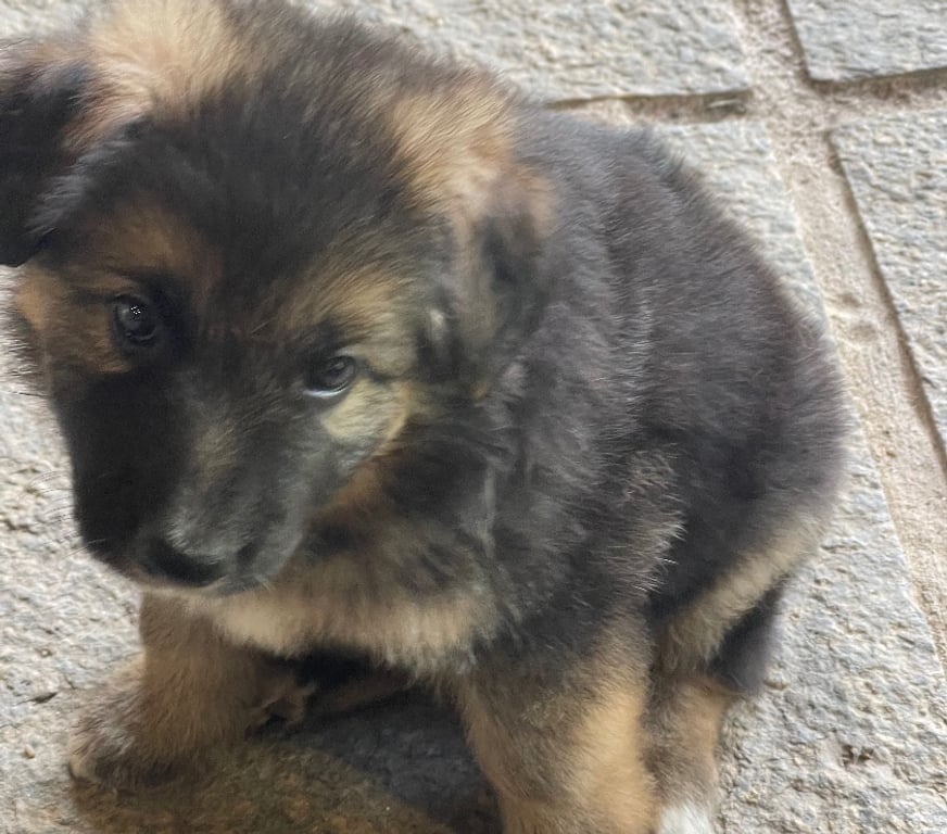 Animais Estimação à Venda Rio de Janeiro RJ Itanhanga - Fotos para Pastor alemão manto negro 40 dias