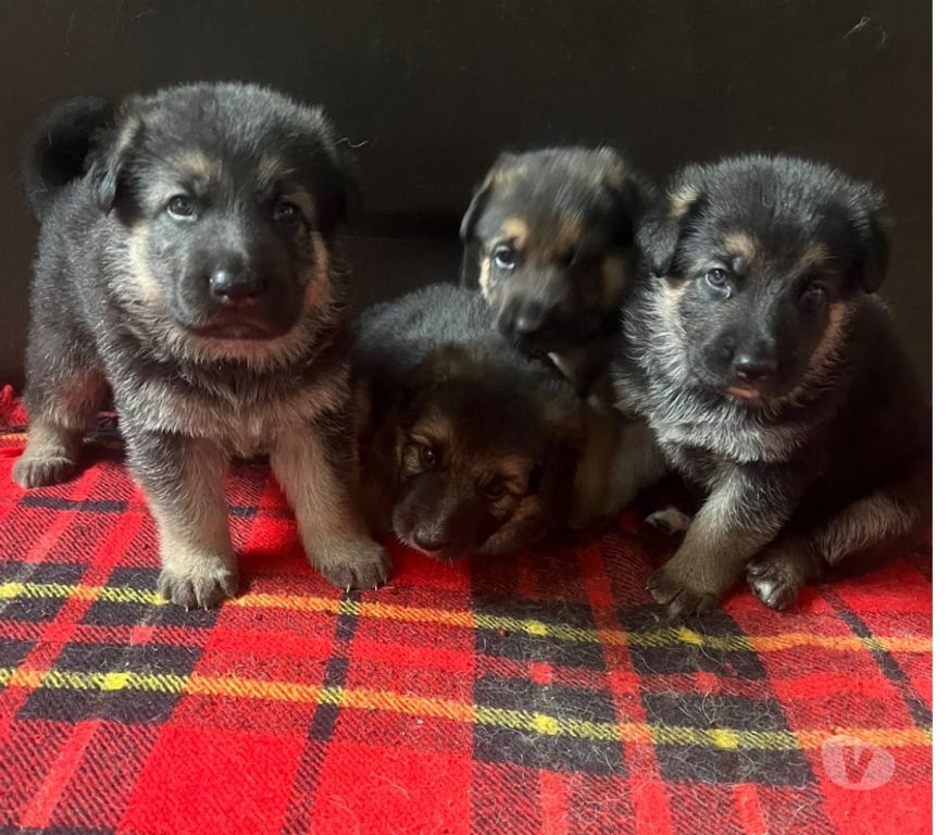 Animais Estimação à Venda Rio de Janeiro RJ Itanhanga - Fotos para Pastor alemão manto negro 40 dias
