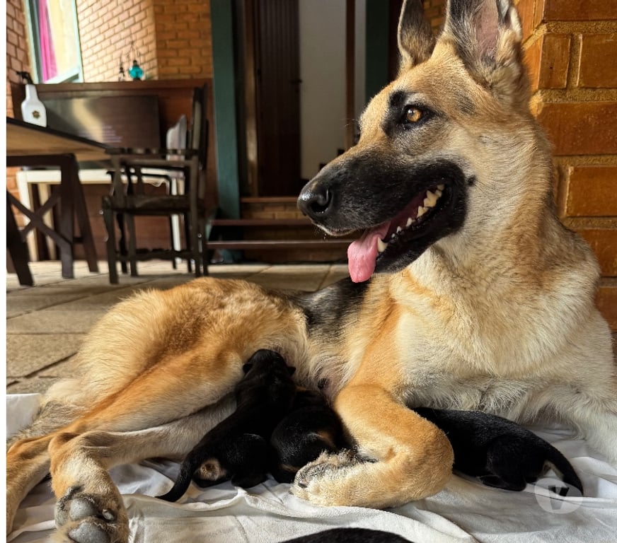 Animais Estimação à Venda Rio de Janeiro RJ Itanhanga - Fotos para Pastor alemão manto negro 40 dias