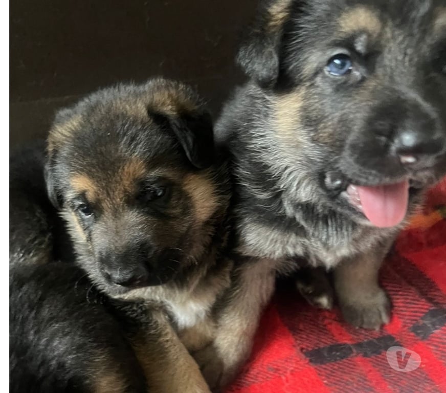 Animais Estimação à Venda Rio de Janeiro RJ Itanhanga - Fotos para Pastor alemão manto negro 40 dias