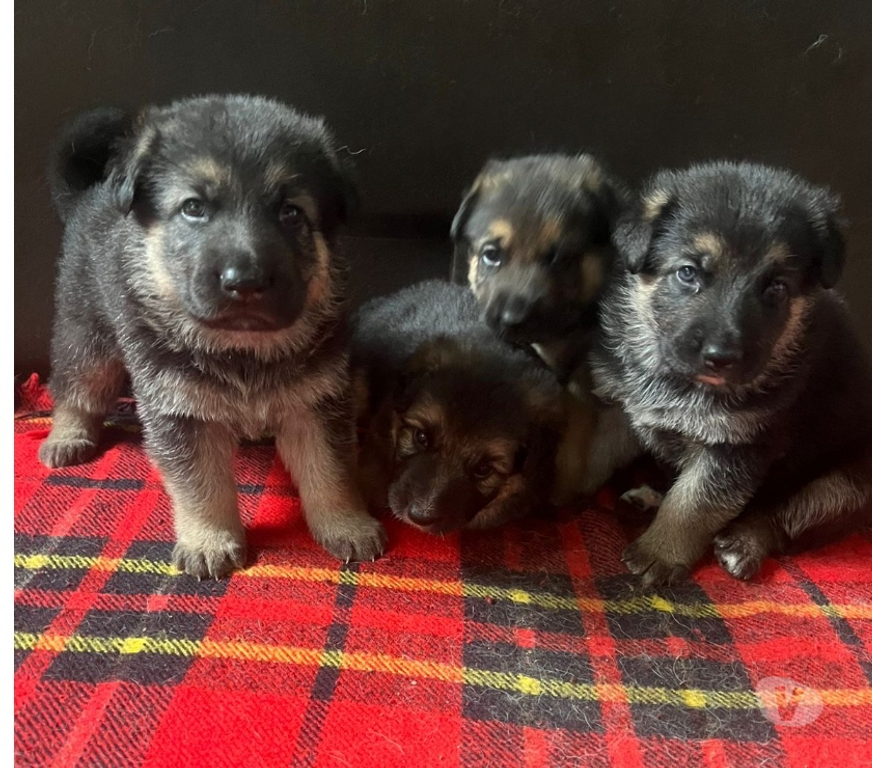 Animais Estimação à Venda Rio de Janeiro RJ Itanhanga - Fotos para Pastor alemão manto negro 40 dias