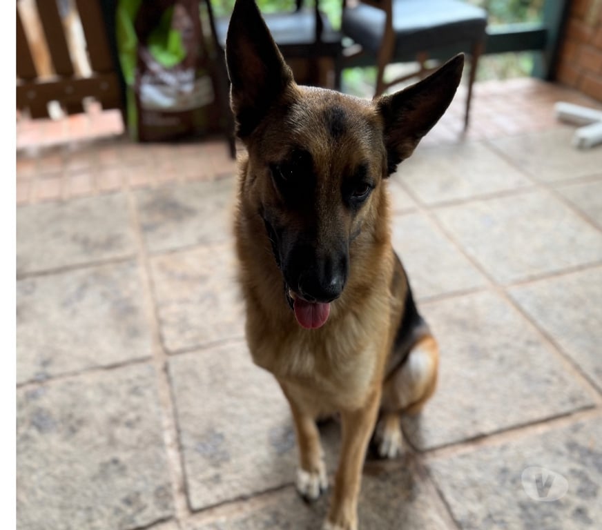 Animais Estimação à Venda Rio de Janeiro RJ Itanhanga - Fotos para Pastor alemão manto negro 40 dias