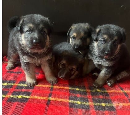 Animais Estimação à Venda Itanhanga Rio de Janeiro RJ - Fotos para Pastor alemão manto negro 40 dias
