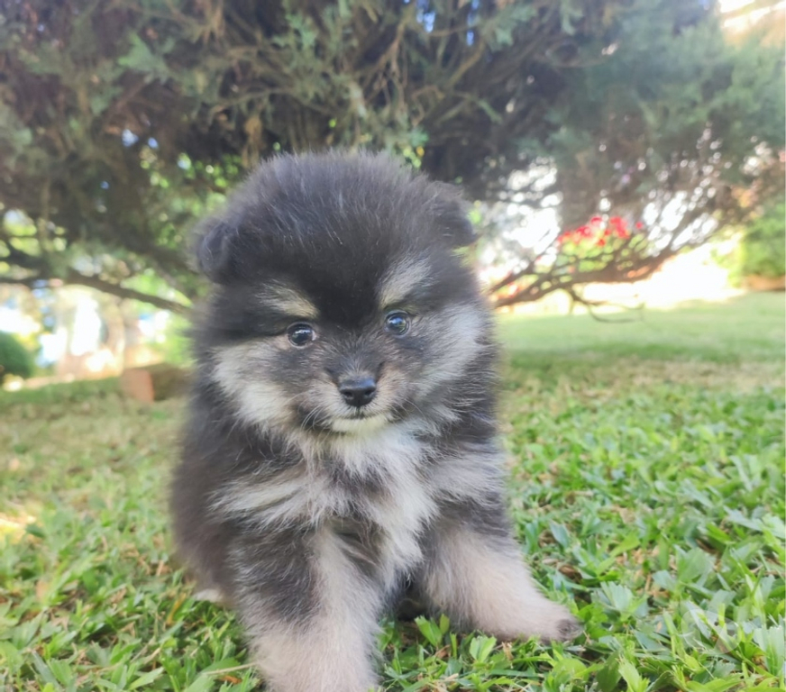 Animais Estimação à Venda Lajeado Sul RS - Fotos para Spitz alemão,lulus